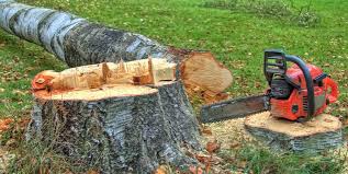 Trusted Suffolk, VA Tree Services Experts
