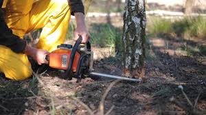 Best Storm Damage Tree Cleanup  in Suffolk, VA