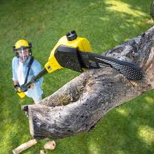 Best Tree Cabling and Bracing  in Suffolk, VA