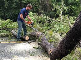 Best Seasonal Cleanup (Spring/Fall)  in Suffolk, VA