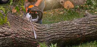 Best Grass Overseeding  in Suffolk, VA