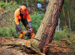 Best Emergency Tree Removal  in Suffolk, VA