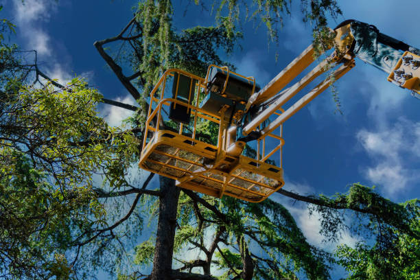 Best Fruit Tree Pruning  in Suffolk, VA