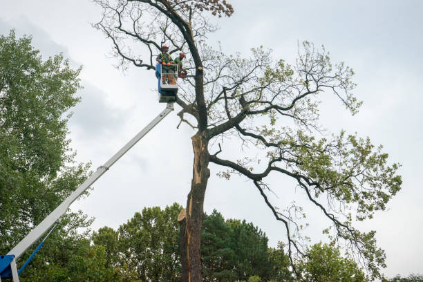 Best Arborist Consultation Services  in Suffolk, VA