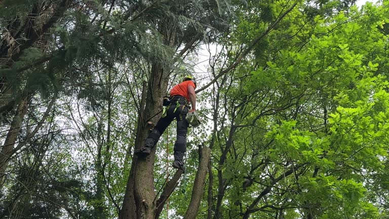 Best Tree Risk Assessment  in Suffolk, VA