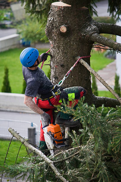 Best Lawn Mowing  in Suffolk, VA