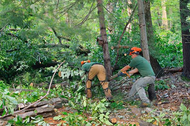 Best Firewood Processing and Delivery  in Suffolk, VA
