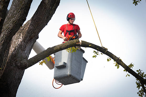 Best Root Management and Removal  in Suffolk, VA