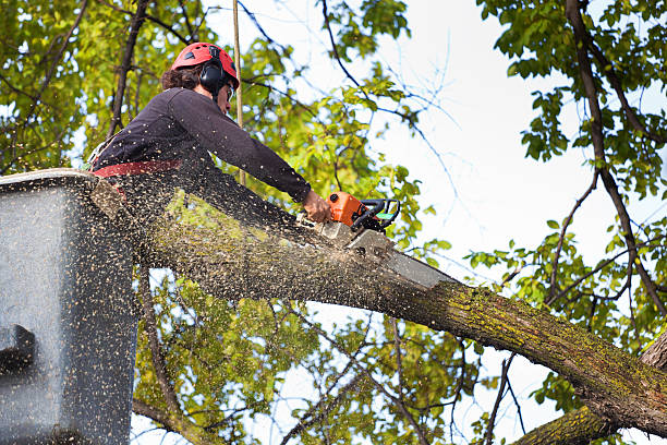  Suffolk, VA Tree Services Pros